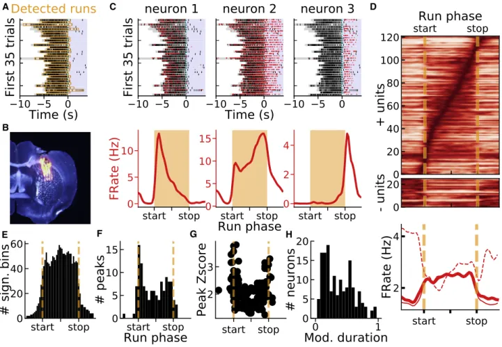 Figure 2. Spiking Activity of Dorsal Striatal Neurons Is Strongly Modulated during and around the Runs