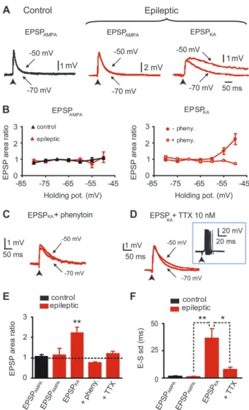 Figure 3. Voltage-dependent amplification of EPSP KA but not EPSP AMPA via the activation of persistent sodium current