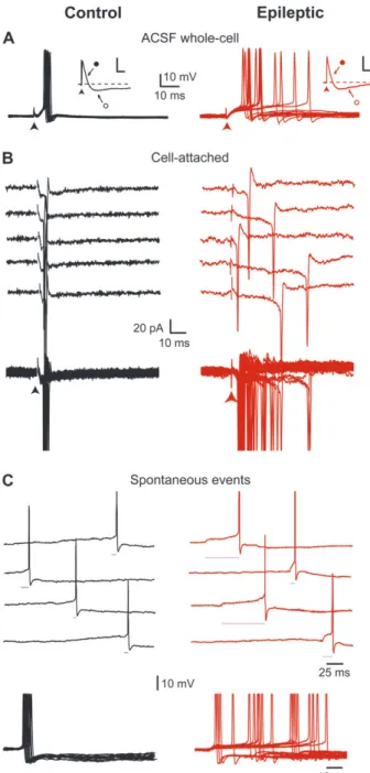 Figure 5. Reduced temporal precision of EPSP-spike coupling in physiological conditions