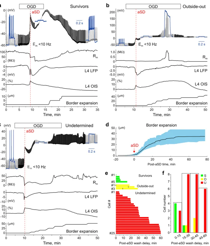 Figure 1.  Variety of electrophysiological outcomes during continuous whole-cell recordings through the oxygen–glucose deprivation  and reperfusion