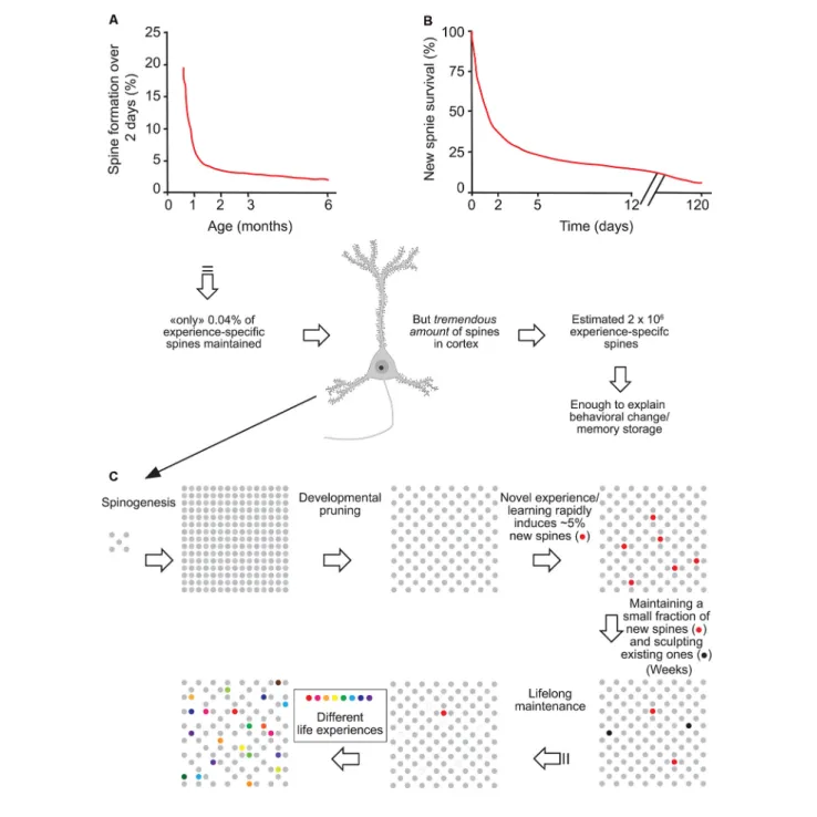 FIGURE 1 | Experience-specific spines constitute a tiny fraction of total spines but can encode memory