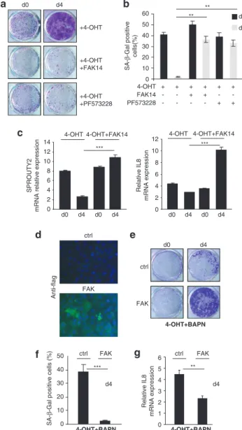 Figure 8 FAK activity participates in senescence modulation by LOX activity.