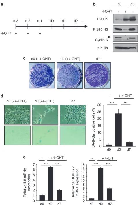 Figure 4b). The pancreases of WT animals displayed no SA-b-Gal activity and no Ki67 staining (Supplementary Figure 4b)