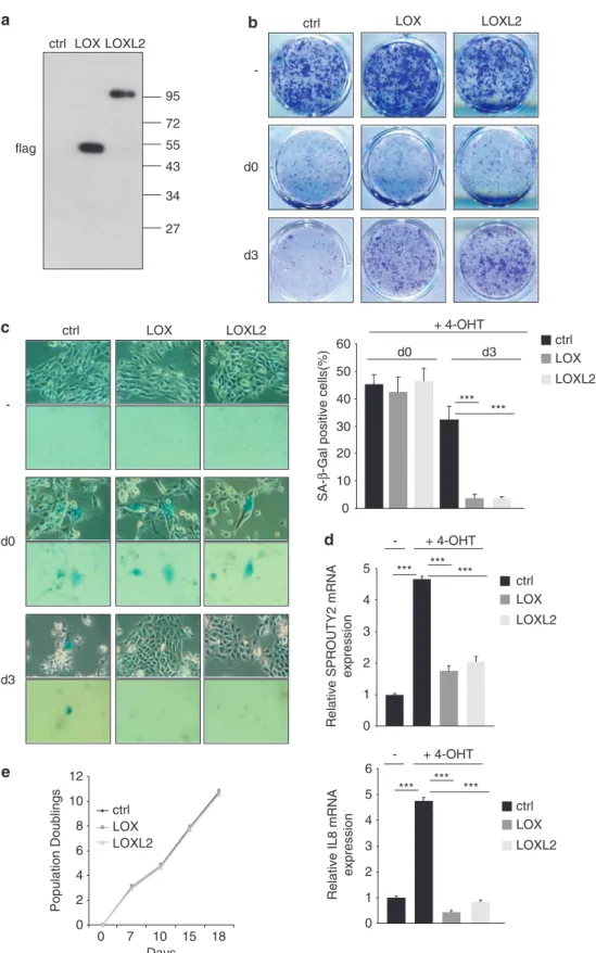 Figure 2 LOX expression and LOXL2 expression favor escape from OIS. HEC-TM cells were infected with an empty control or a LOX- or LOXL2-encoding vector and puromycin selected