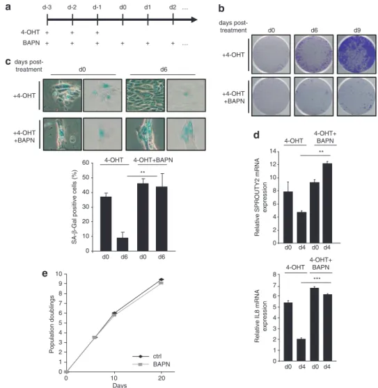 Figure 4 LOX activity inhibition blocks spontaneous escape from OIS. (a) Protocol of treatment to induce senescence and inhibition of its reversal in HEC-TM cells.