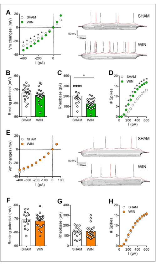 Figure 6. Prenatal WIN exposure induces sex-specific alteration of intrinsic properties of layer five prefrontal pyramidal neurons in adult rats