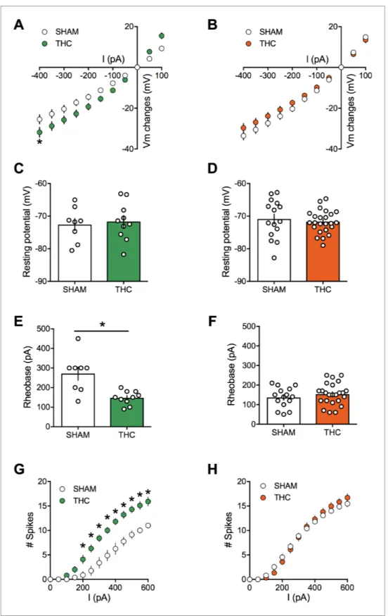 Figure 7. Prenatal THC exposure induces sex-specific alteration of intrinsic properties of layer five prefrontal pyramidal neurons in adult rats