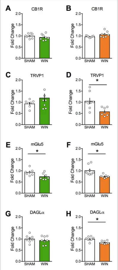 Figure 8. Prenatal cannabinoid treatment affects expression of endocannabinoid system components in a sex-dependent fashion