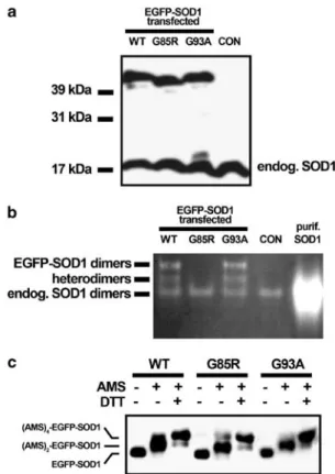 Figure 1 EGFP-SOD1 fusion proteins dimerize, are enzymatically active and form an intramolecular disulfide bond