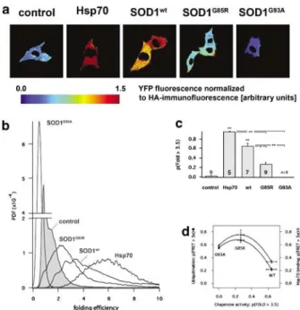 Figure 7 Overexpression of SOD1 alters cellular protein folding activity. The genetically encoded chaperone activity sensor cdYFP (see text and Materials and Methods section) was used to determine protein folding activity in intact single cells upon SOD1 e