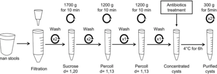 Fig 1. Method of cyst purification from human stools. About 50 g of stools were suspended in 200 ml of distilled water and filtered (1mm) to remove larger particles