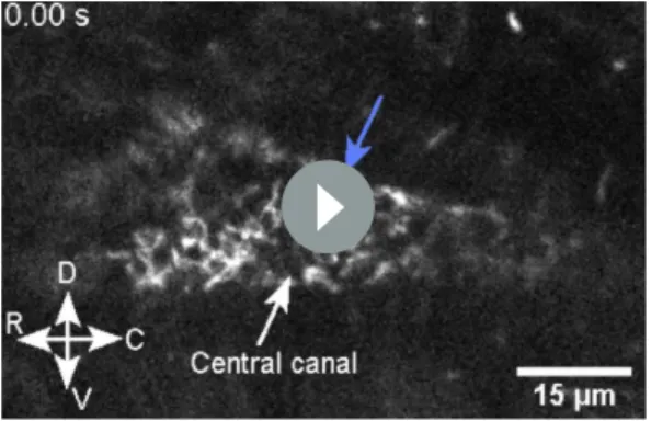 Figure 8. The connection between the brain ventricles and the central canal controls growth during embryogenesis