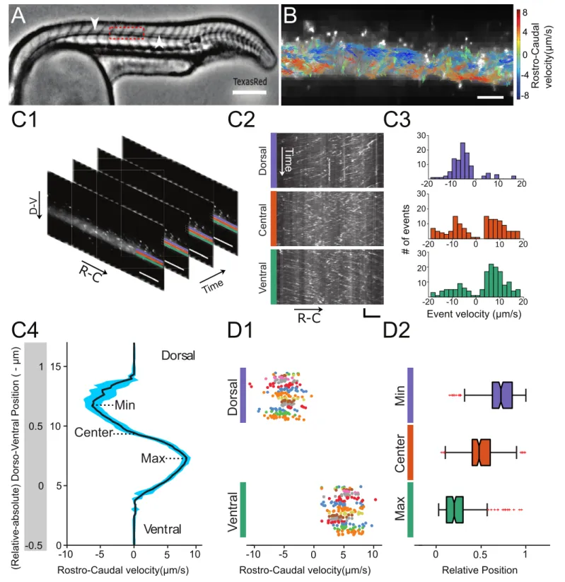 Figure 1. Automated CSF flow analysis in the central canal quantifies the bidirectional velocity profile in 30 hpf embryos