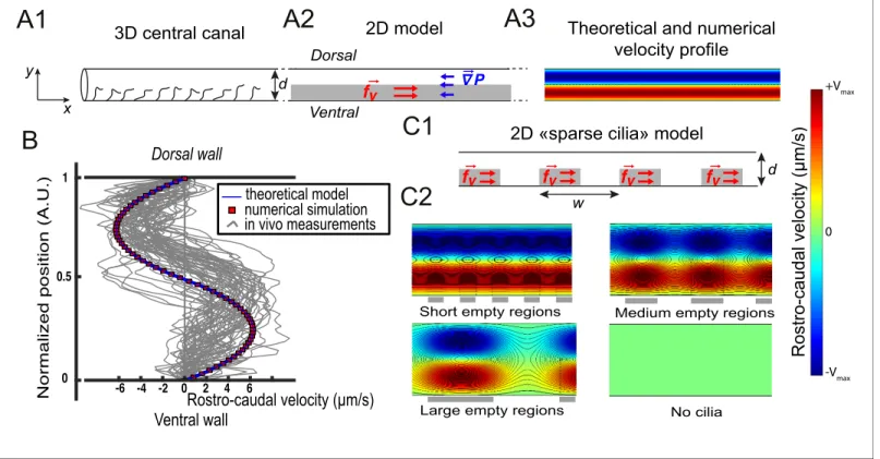 Figure 3. Theoretical and numerical results explain how motile cilia generate local CSF flow in 30 hpf embryos