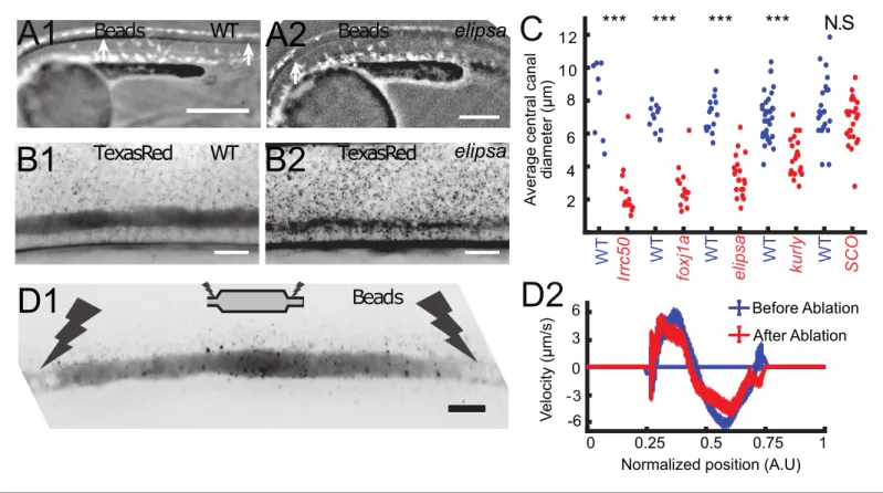 Figure 4. Cilia beating controls long-range transport, CC architecture, and local flow in zebrafish embryos
