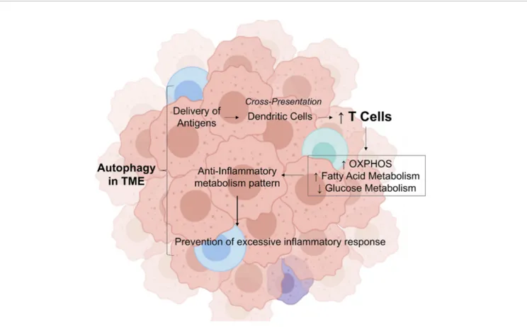 FIGURE 1 | Role of autophagy in tumor microenvironment in modulating the in ﬂ ammatory response