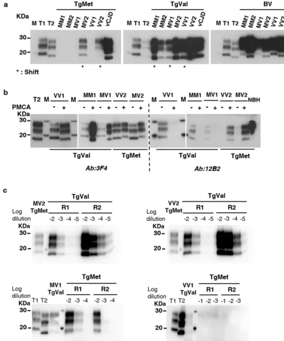 Figure 3.  PrP res  shift after PMCA of sCJD according to the substrate. sCJD subtypes as well as vCJD prions  were amplified during 4 rounds of PMCA with TgMet, TgVal and BV substrates