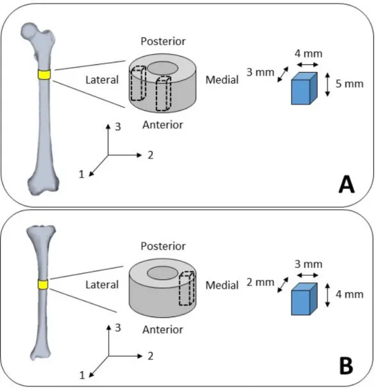Figure 1: Summary of specimen preparation. (A) Femur specimens. Two rectangular parallelepiped shaped specimens of dimensions 3 mm × 4 mm × 5 mm, in radial (axis 1), circumferential (axis 2) and axial direction (axis 3), extracted from the lateral and ante
