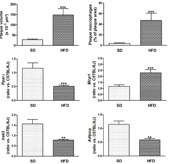 Figure 6 shows accelerated atherosclerosis in aortic arch of high- high-fat insulin resistant mice, due to increased macrophage content.