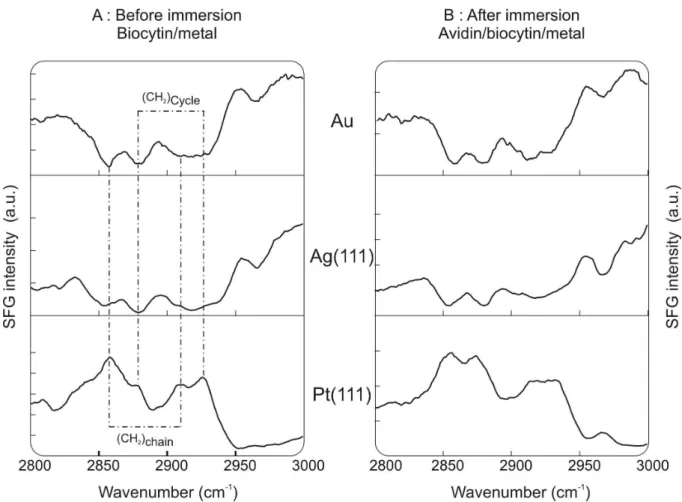 Figure 2 :  SFG spectra recorded in the C-H vibrational range for Biocytin/Metal interfaces before (A)  and after (B) immersion in an avidin solution