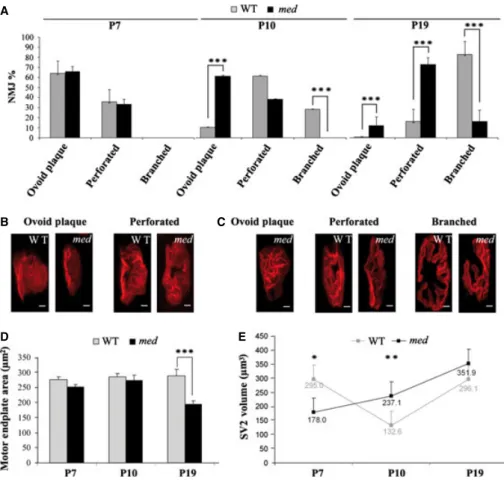 Fig. 3. The med mutation impairs pre- and postsynaptic specializations in developing NMJs
