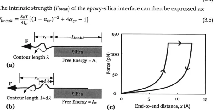 Fig 3.5  (a) Single  chain epoxy  with a length  Londea  bonded  with the  silica substrate  by  a continuous van der Waals  and Columbic  interactions  is  strained at the free end under a constant force  F, (b) At the  onset  of  rupture,  the  contour  