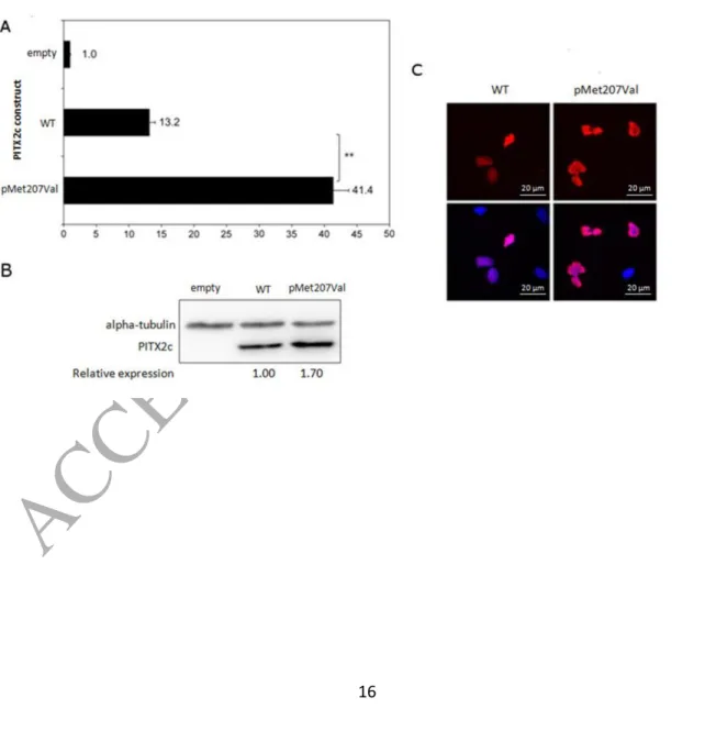 Figure 2. Reporter gene assay of PITX2c variants in HeLa cells. Efficiency of activation  of the SLC13A3-reporter plasmid by PITX2c proteins in HeLa cells