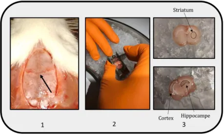Fig ure 25 : Étapes de la dissection des structures c érébrales pour les jeunes rats à P48/50