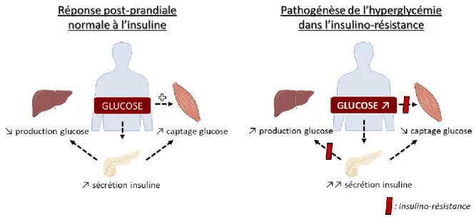 Figure 3 : Réponse de l'insuline en conditions normales et en conditions pathologiques