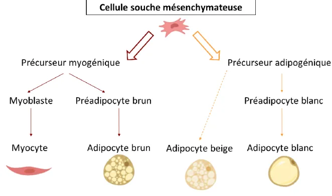 Figure 7 : Origines cellulaires des adipocytes en fonction de leur précurseur. 