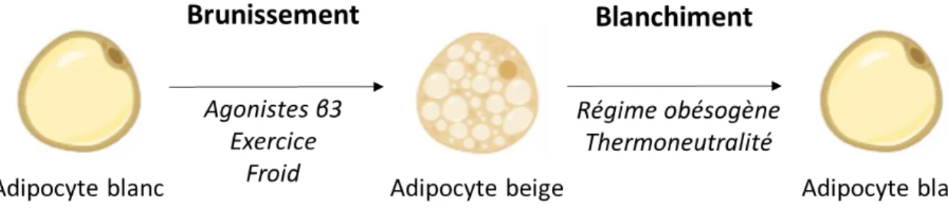 Figure 8 : Changements phénotypiques des adipocytes en réponse à des modifications  d'environnement