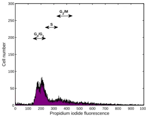 Fig. 9: Cell cycle distribution of T47D untreated (left) or synchronized (right) with thymidine (2 mM) for 2 days.