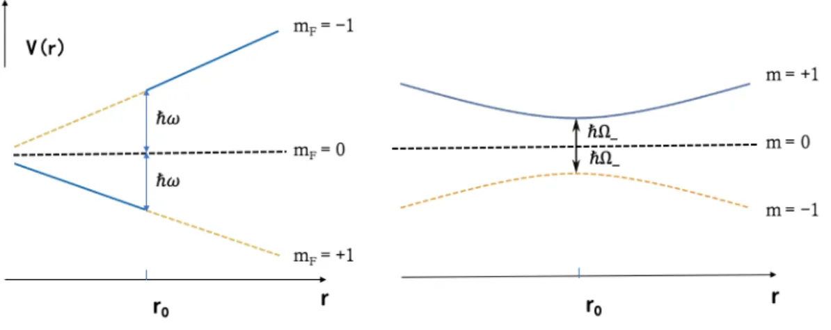 Figure 2.2 – Left: Magnetic potential of the uncoupled states with a total spin F = 1 
