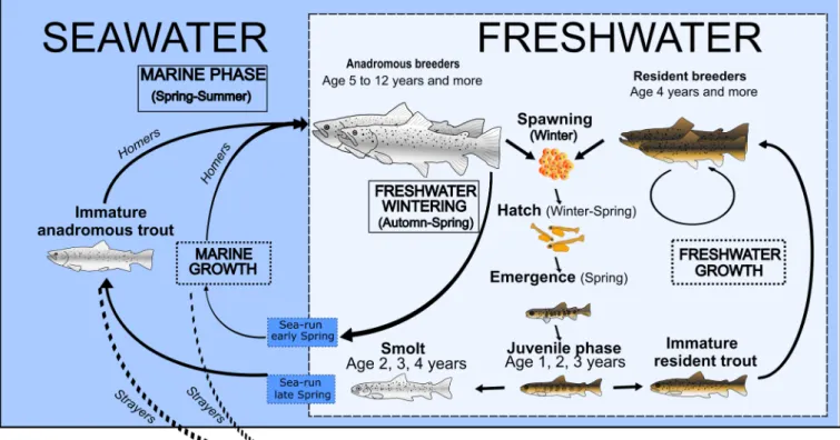 Figure 2.1 : Life cycle of the brown trout. Adapted from Aymes et al. (2014).