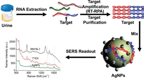 Figure 18 Process used to detect prostate cancer by extracting RNA from urine and measuring the SERS signal