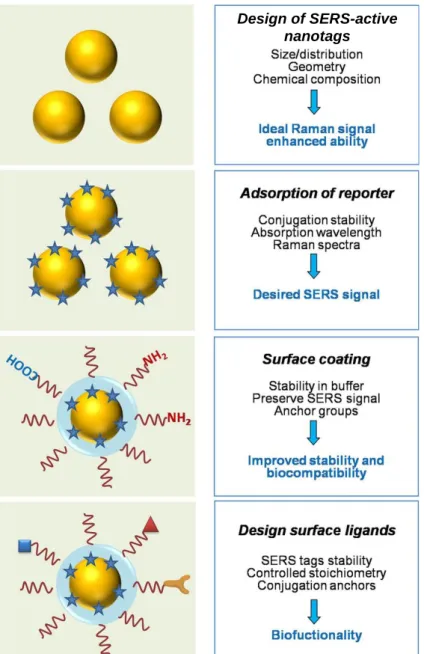 Figure 19 General steps needed to fabricate SERS nanotags. Reproduced and adapted from [149]