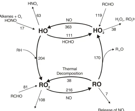 Fig. 4. Schematic representation of the RO x cycle in the toluene system,  show-ing major routes of transformation  be-tween OH, RO 2 , RO and HO 2 radicals and source and sink processes for each RO x species