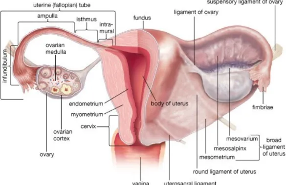 Figure 1.1: Female reproductive system [4]. 