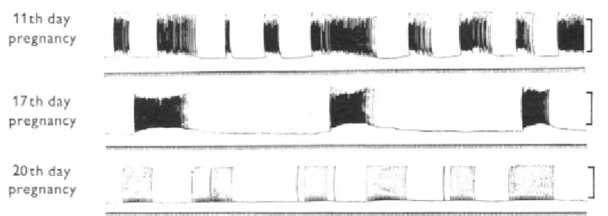 Figure 1.2: Electrical activity of rat uterus at different terms of pregnancy [10]. 