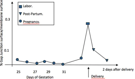 Figure 1.3: Evolution of GJ surface during Pregnancy, Labor and Post-Partum [12]. 