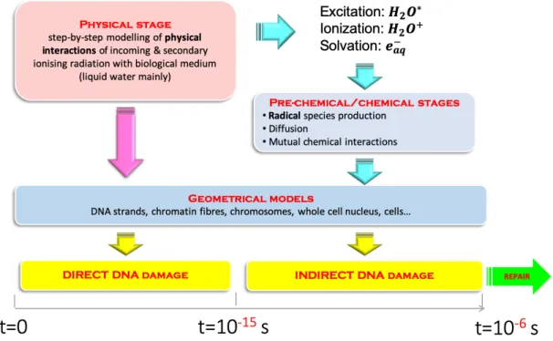 Figure 1.6: Geant4-DNA approach for the simulation of radio-induced biological effects