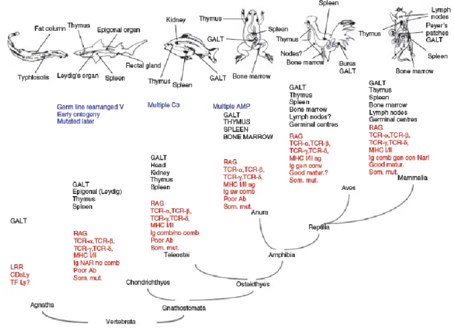 Figure 7 The evolution of the immune system within vertebrates. 