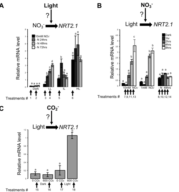 Figure 1. Interaction between Nitrogen and Light/Carbon provision modulates NRT2.1 mRNA accumulation in roots.