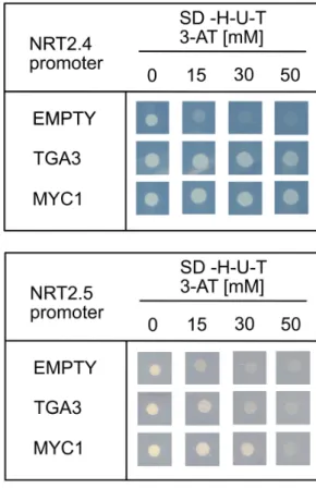 Figure 5. TGA3 and MYC1 are required for NRT2.4, NRT2.5 and root NO 3 - influx full induction during N-deprivation.