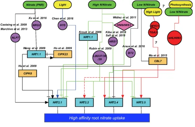Figure 7. Schematic representation of the known regulatory elements for the regulation of root high- high-affinity NO 3 - transporters in response to external NO 3 - , the N status of the plant and light/photosynthesis.