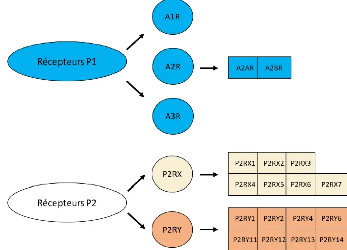 FIGURE 4 : La famille des récepteurs purinergiques 