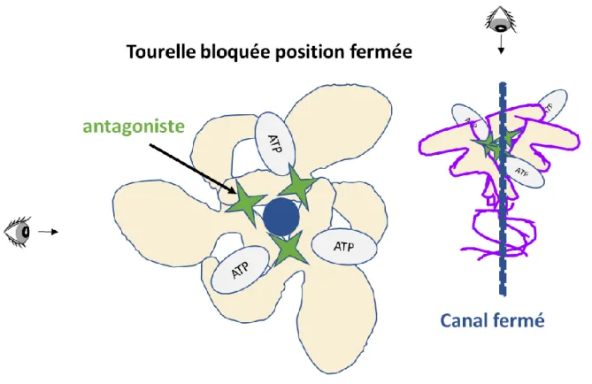 FIGURE 7 : Modélisation en trois dimensions de l’antagonisation du site allostérique de P2RX7  L’utilisation d’antagoniste de P2RX7 n’est pas seulement possible par antagonisme compétitif  du site catalytique mais aussi par l’utilisation de molécules spéci