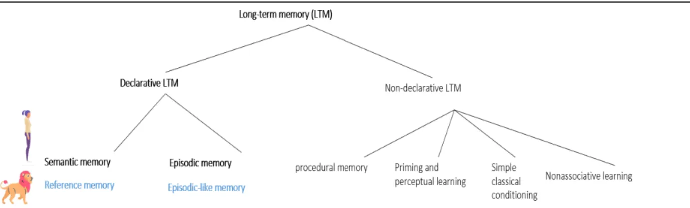 Figure 1  Taxonomy of long-term memory adapted from Squire (2004). This figure was added to the originally published book chapter