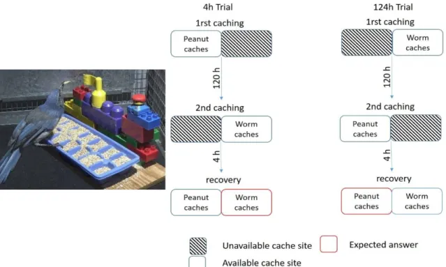 Figure 3 Procedure used in the Clayton and Dickinson (1998) what-where-when task. During the two caching phases, birds can only cache one type of  food item, in one of the two sides of the caching tray (the other side being covered)