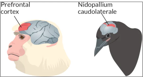 Figure 13 Illustration of the primate prefrontal cortex and the Nidopallium caudolaterale in corvids
